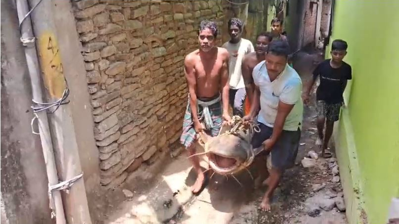Rare 100kg Bodu Fish Caught in Mahanadi | ₹3 Lakh Deal