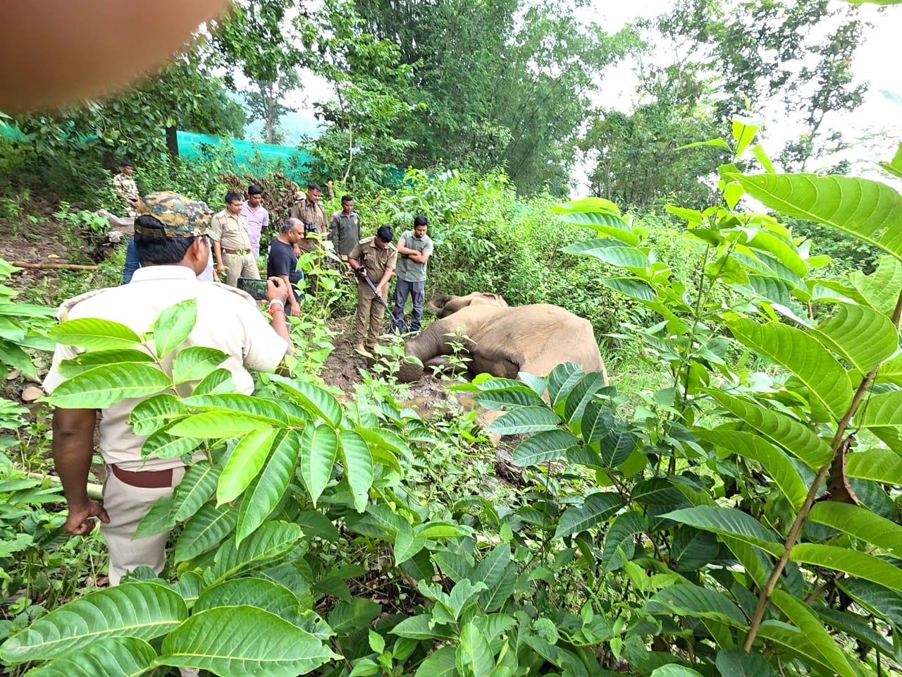 Ailing elephant found dead in Mayurbhanj