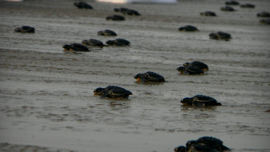 Olive Ridley Hatchlings Head to Sea in Odisha