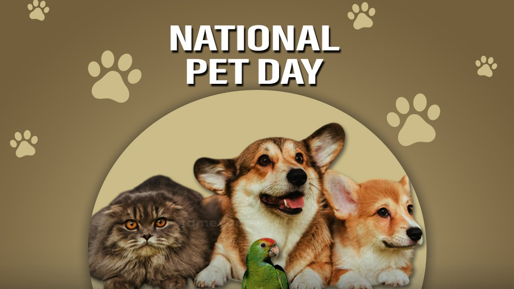 More than Pets: Honoring our beloved companions on National Pet Day