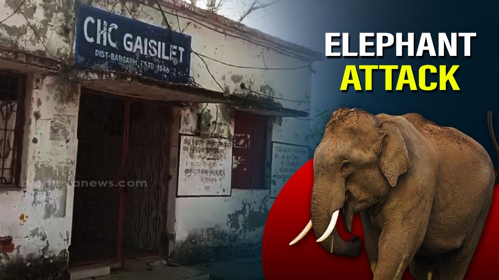  Woman Killed, One Injured in Elephant Attack in Bargarh, Odisha