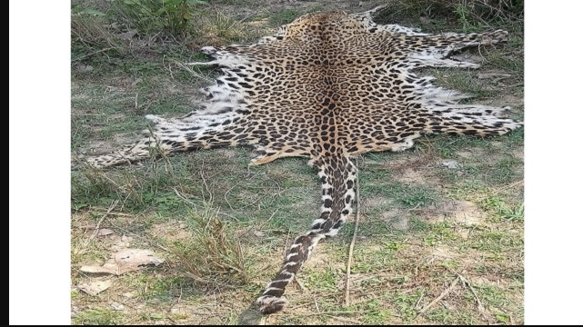 Leopard Skin Seized in Odisha: 2 Arrested by STF