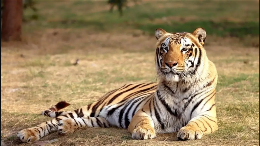 Similipal Tiger population grows to 40, including 6 Cubs: Wildlife PCCF