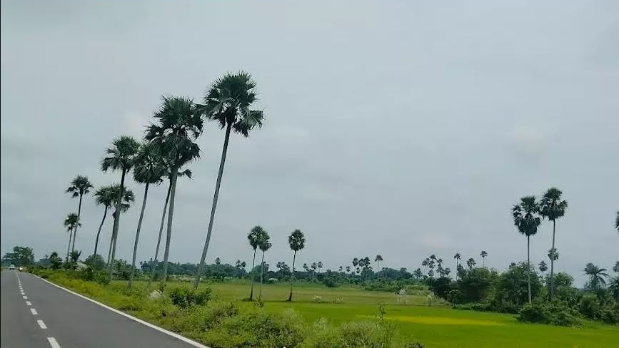Government to plant more palm trees to curb lightning deaths: Forest Minister