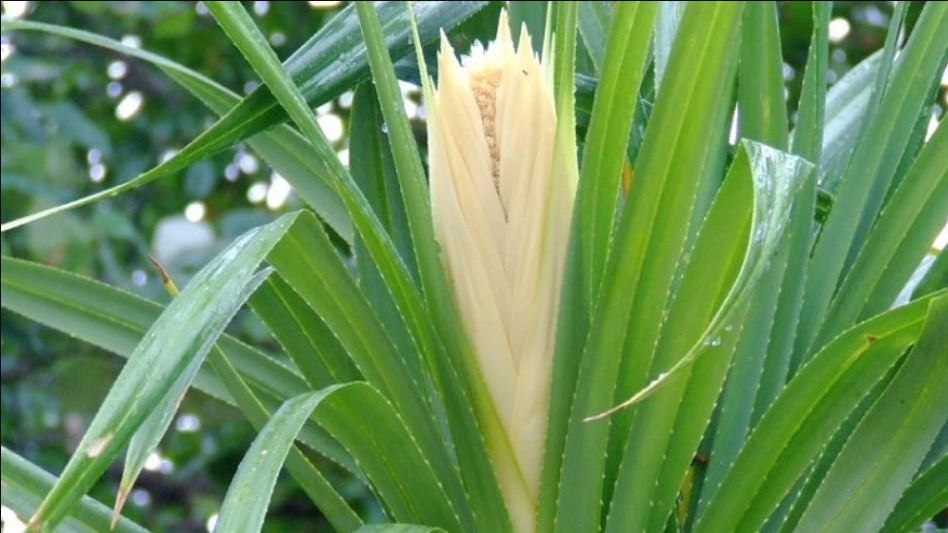 Berhampur University to lead state-funded research on Kewda Flower Cultivation in Ganjam