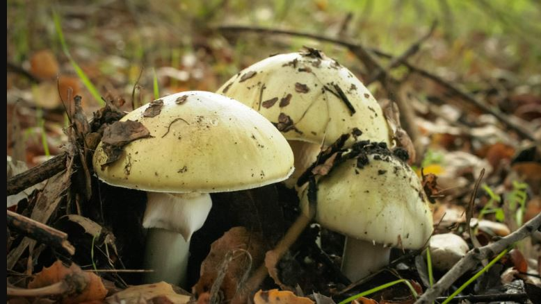 Eight fall ill after consuming wild mushrooms in Odisha’s Ganjam