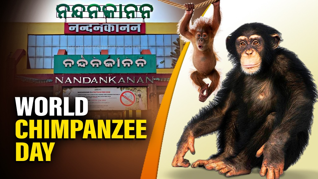 World Chimpanzee Day: Nandankanan’s Chimpanzees await a new chapter
