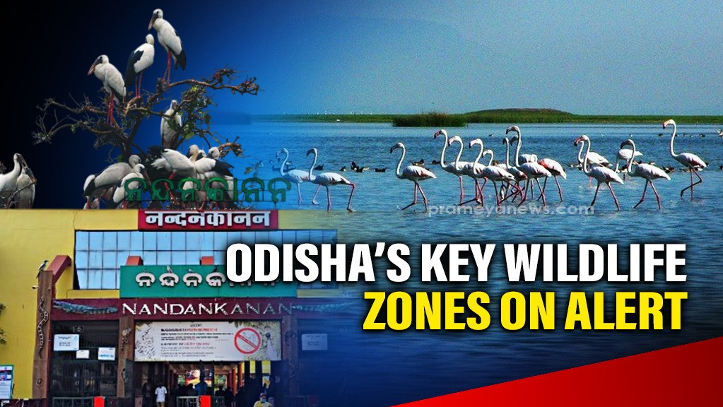 Bird flu alert: Precautionary measures in place at Chilika and Nandankanan