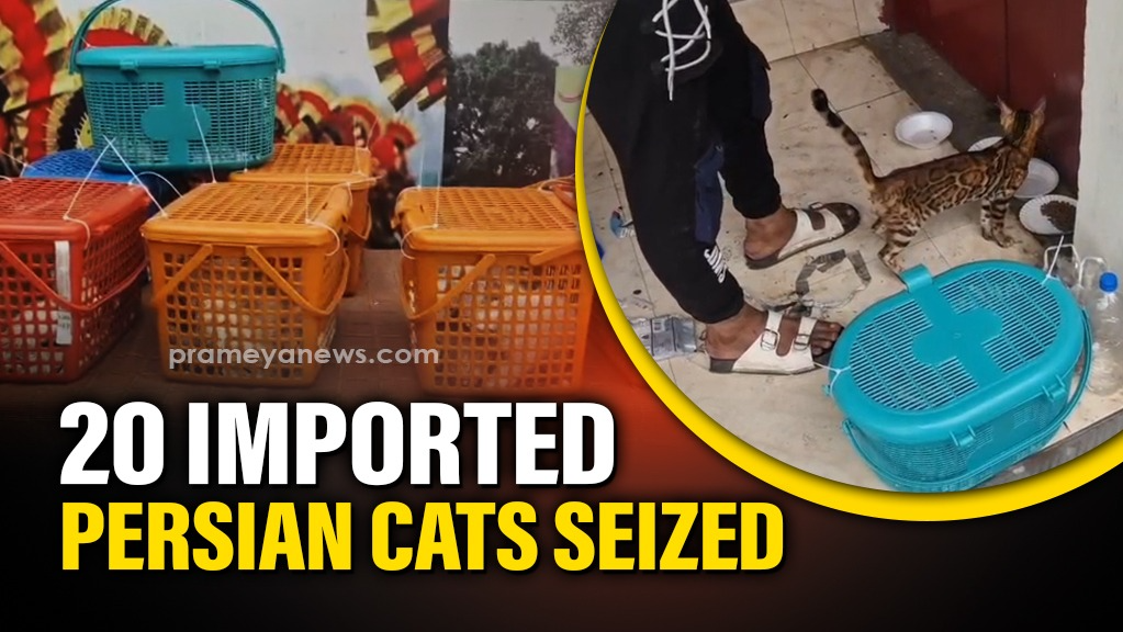 20 Imported Persian Cats Seized from Mumbai-Kolkata Train at Brajrajnagar Station