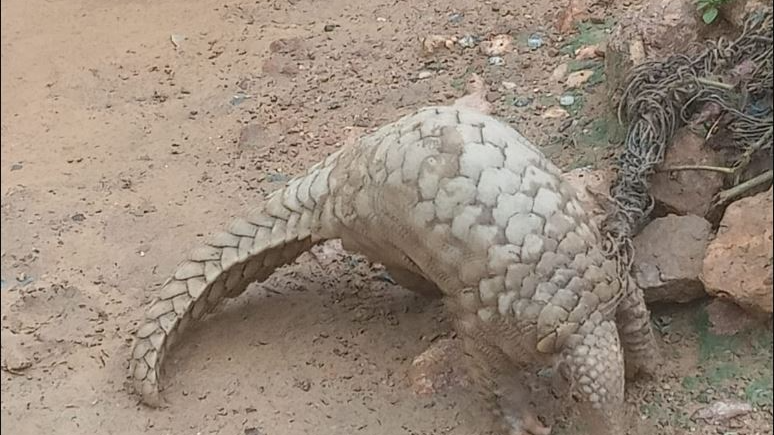 3kg Pangolin Rescued in Sundargarh | Safe Release