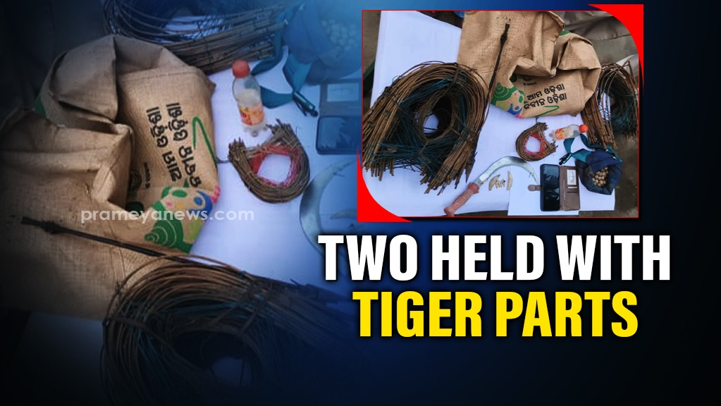 Tiger parts seized in Gajapati, Two poachers arrested