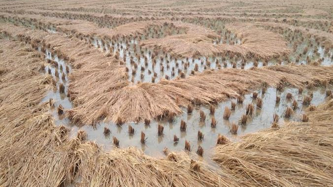 Farmers Protest Over Unpaid Crop Loss Claims in Cuttack