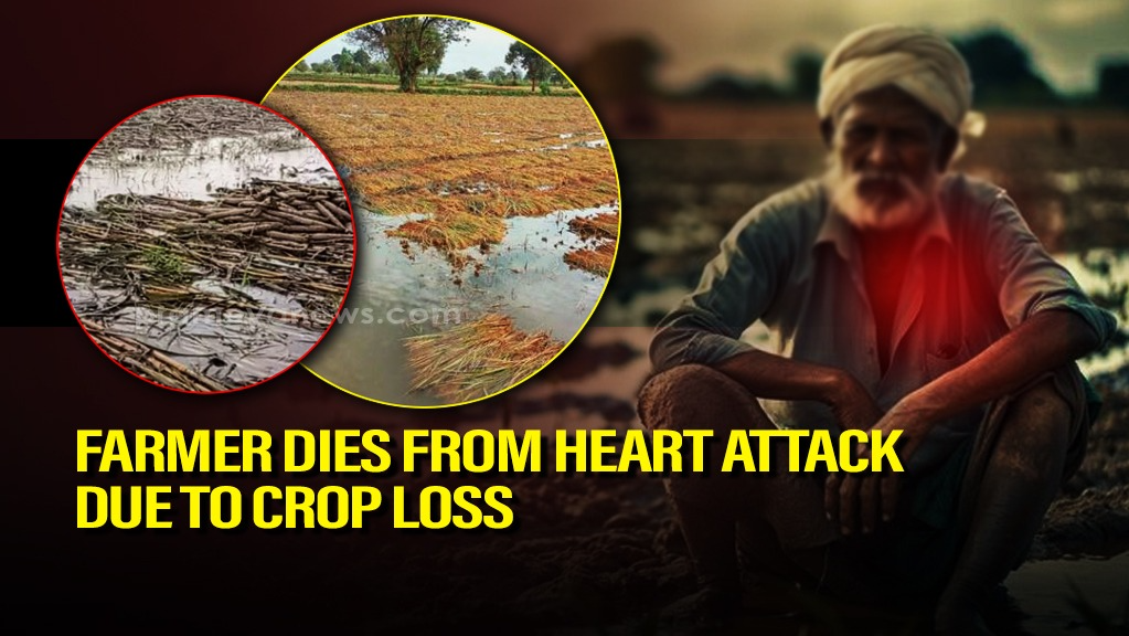 Farmer Dies After Heart Attack in Odisha, Crop Loss Tragedy