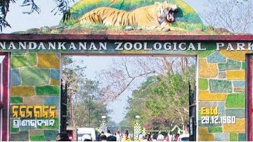 Bhubaneswar: Royal Bengal Tiger cub dies at Nandankanan, big cat count declines to 27