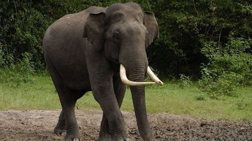 6-Year-Old Girl Killed by Elephant in Dhenkanal, Odisha