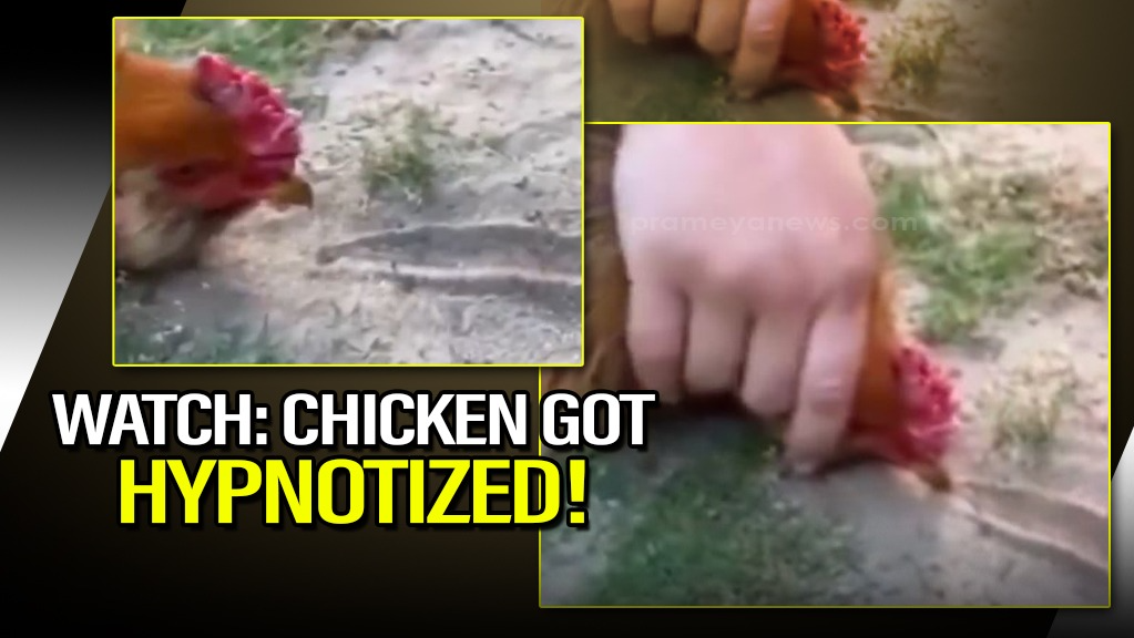 Watch: The hypnotized chicken: Is it real or just another internet trick?