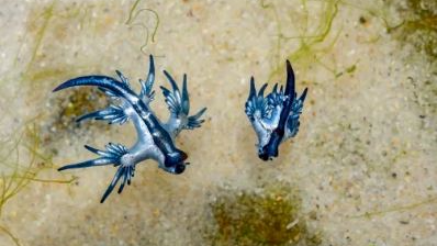 Stunning but venomous! Blue Dragon spotted on Puri Beach, experts warn against touching