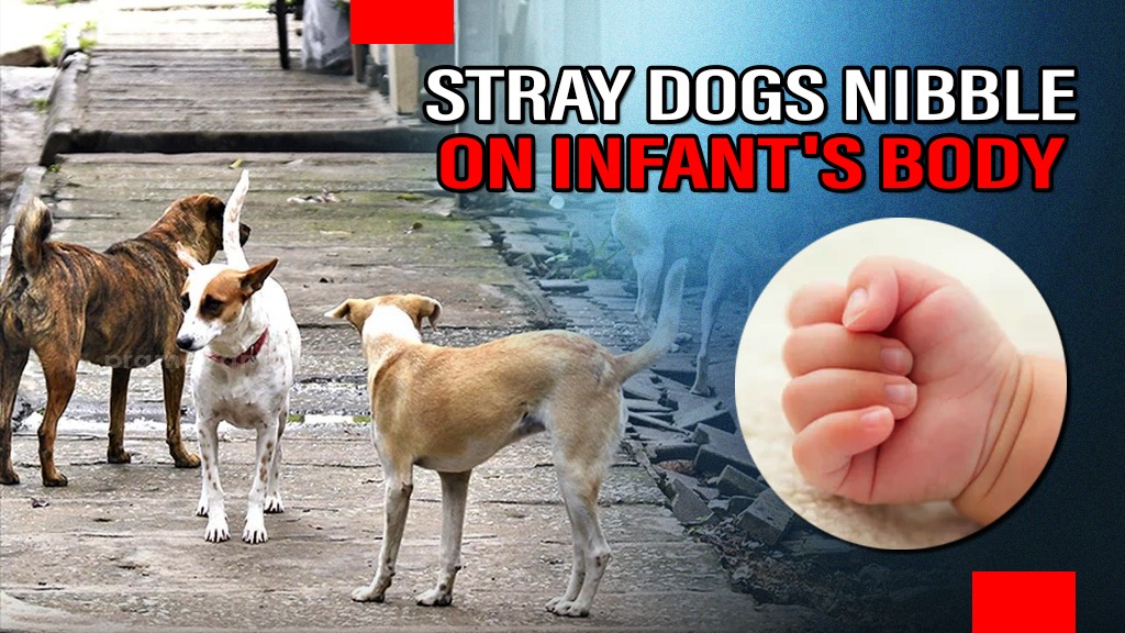 Odisha: Stray Dogs Found Nibbling on Newborn’s Body in Sundargarh