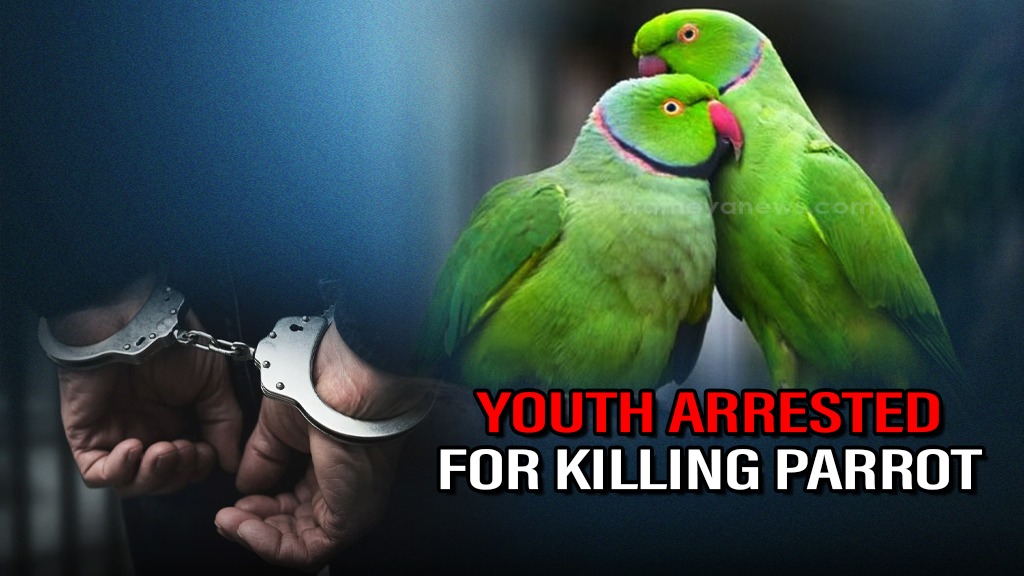 Shocking! Odisha youth arrested for killing parrot, sharing video on social media