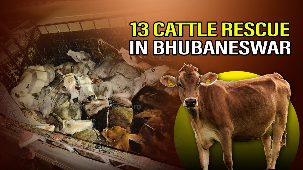 Bhubaneswar: Gau Sevaks Rescue 13 Illegally Transported Cattle
