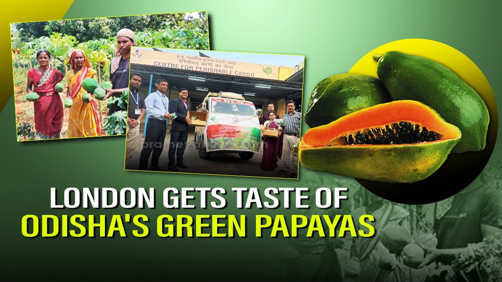 Odisha’s Green Papaya Reaches Global Market, Empowers Tribal Women