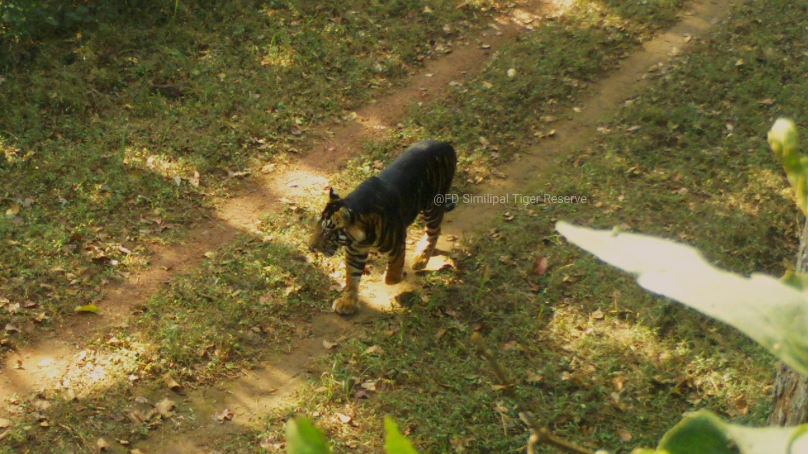 Tiger census in Similipal Tiger Reserve begins