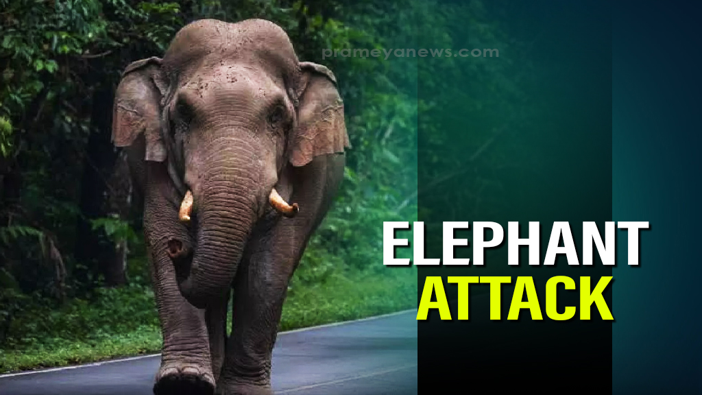 Elephant tramples elderly man to death in Odisha’s Angul