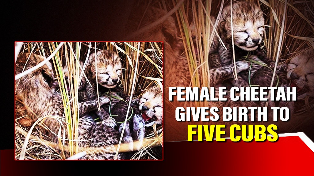 Madhya Pradesh: Female cheetah at Kuno National Park gives birth to five cubs