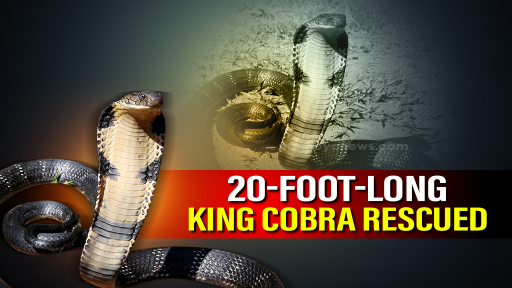 Odisha: 20-foot-long king cobra rescued from school classroom in Gajapati