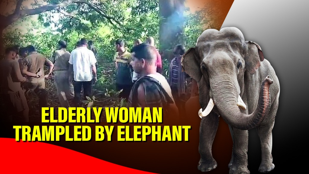 Elephant Tramples Elderly Woman to Death in Dhenkanal, Odisha