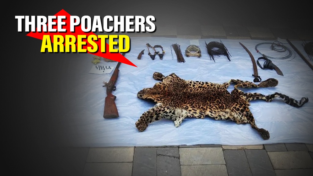 Odisha Leopard Poaching: 3 Held in Nayagarh