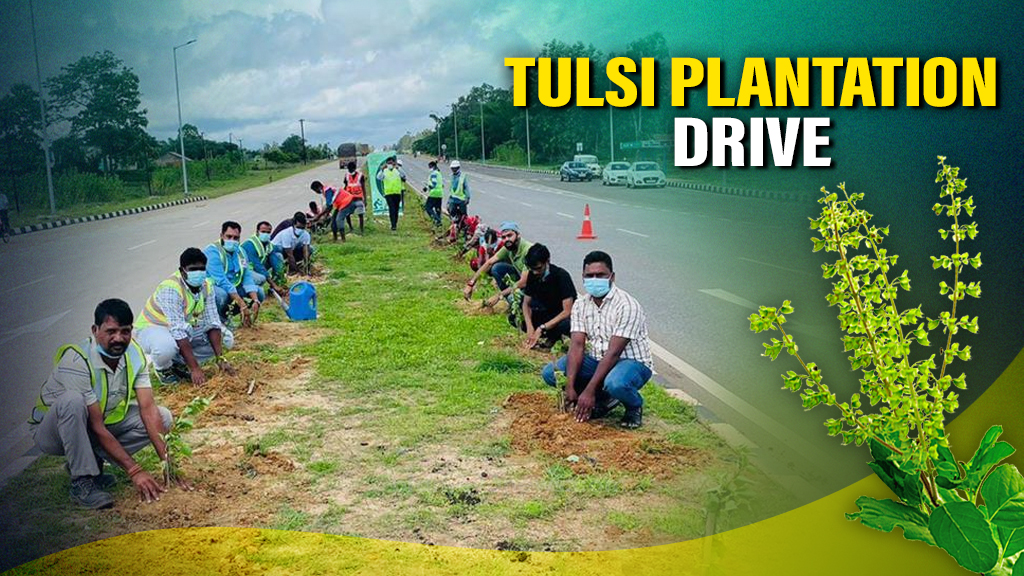 Odisha to Plant Tulsi at Traffic Signals to Curb Pollution