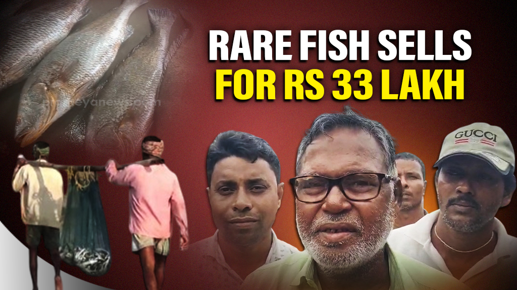 Rare fish in Digha sells for Rs 33 Lakh, attracting tourists