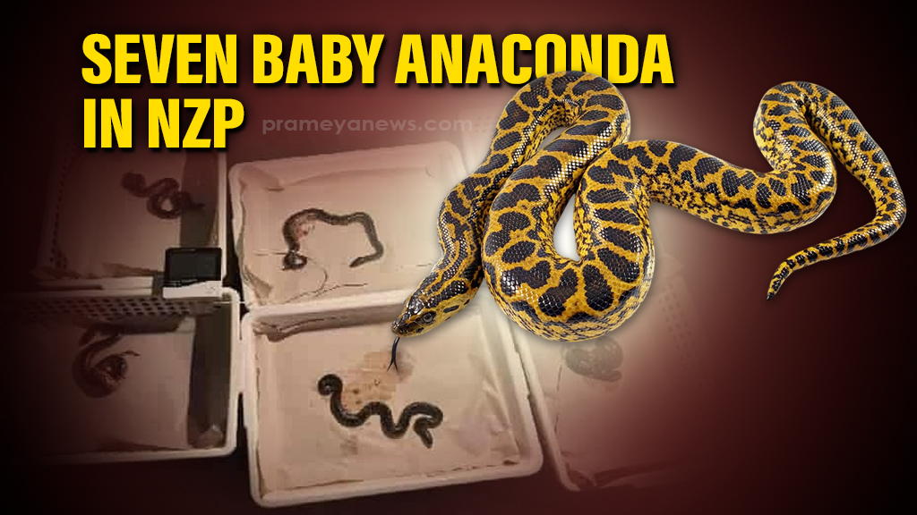 Seven yellow anacondas born in Bhubaneswar's Nandankanan Zoo