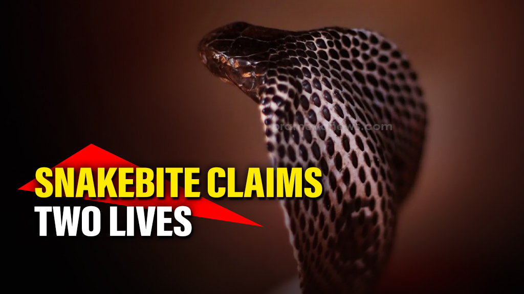 Odisha: Two including minor girl killed in separate snakebite incidents in Sundargarh