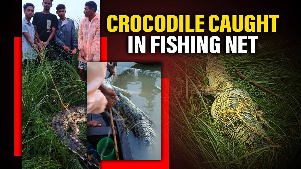 Odisha: Crocodile found trapped in fishermen’s net 
