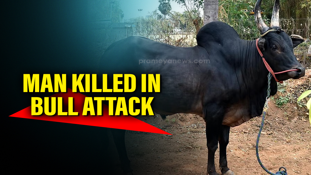 Odisha: Man killed after being attacked by bull in Bhadrak