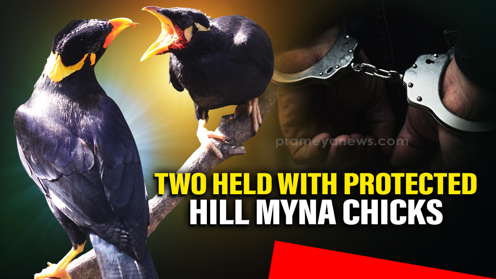Two wildlife traffickers arrested with protected hill Myna Chicks in Mayurbhanj