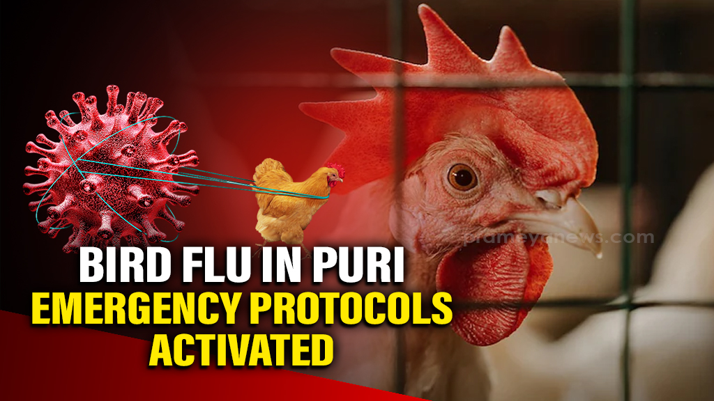 Bird Flu outbreak in Puri: State health dept activates emergency protocols