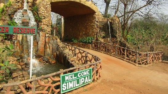 Leopard Skins Seized in Similipal: 7 Held