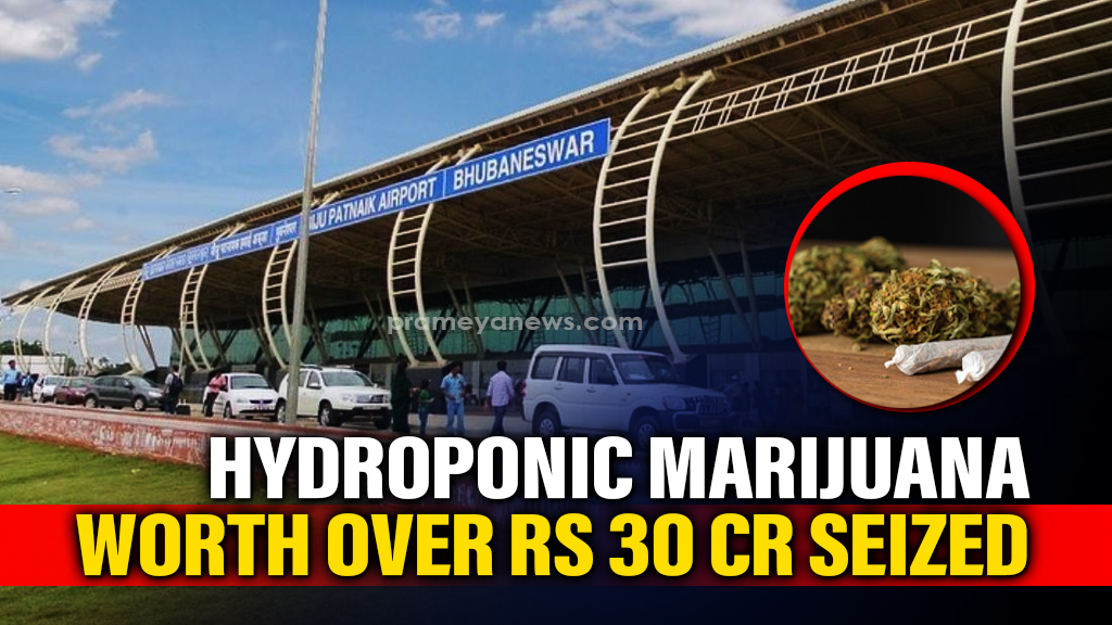 Odisha: Three detained at Bhubaneswar airport with hydroponic marijuana worth over Rs 30 cr