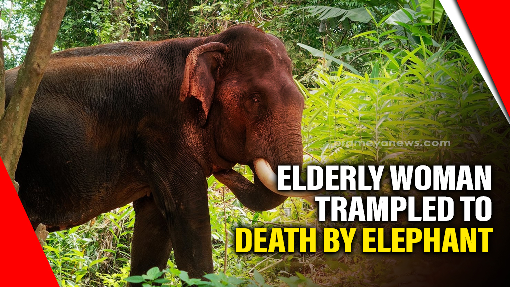Odisha: Elderly woman trampled to death by elephant in Keonjhar