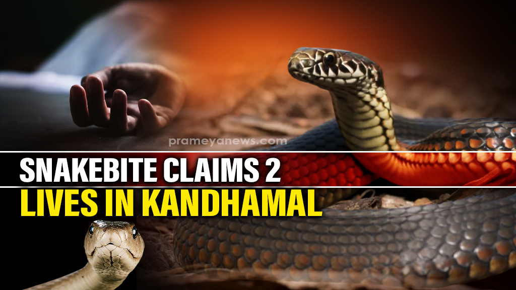 Odisha: Two including woman killed in separate snakebite incidents in Kandhamal