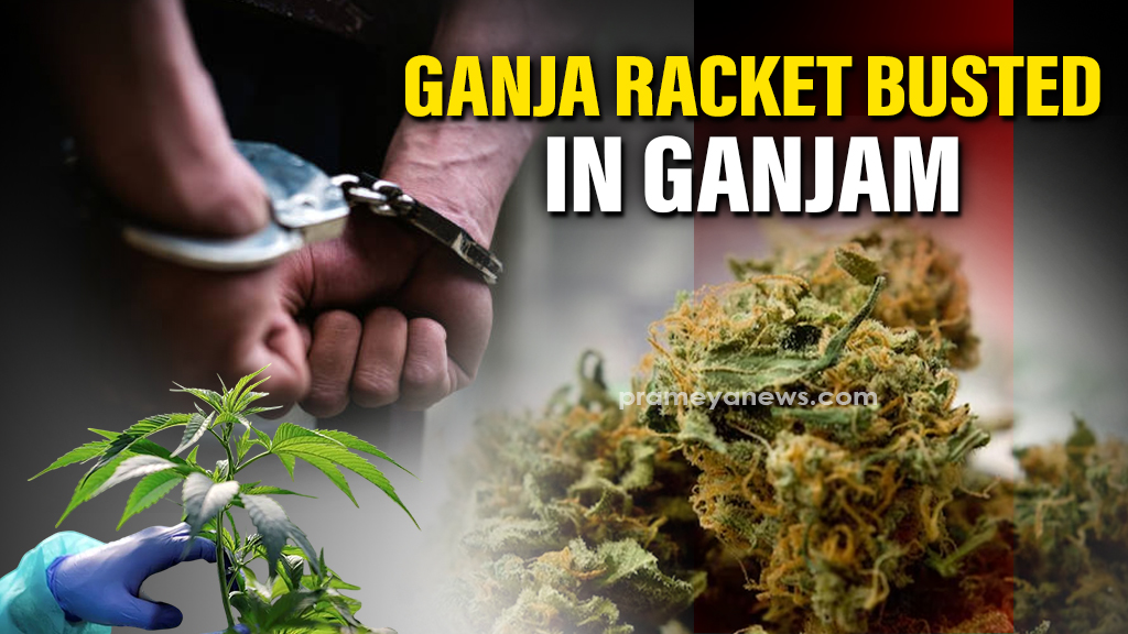 Ganja Smuggling Busted in Odisha: 6 Arrested, 63kg Seized