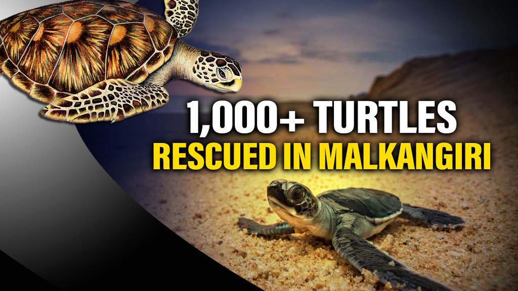 Over 1,000 turtles rescued in major wildlife trafficking bust in Malkangiri
