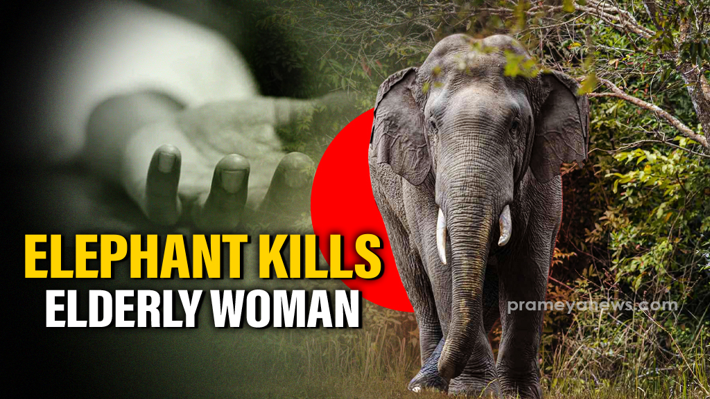Elderly woman killed in elephant attack in Keonjhar