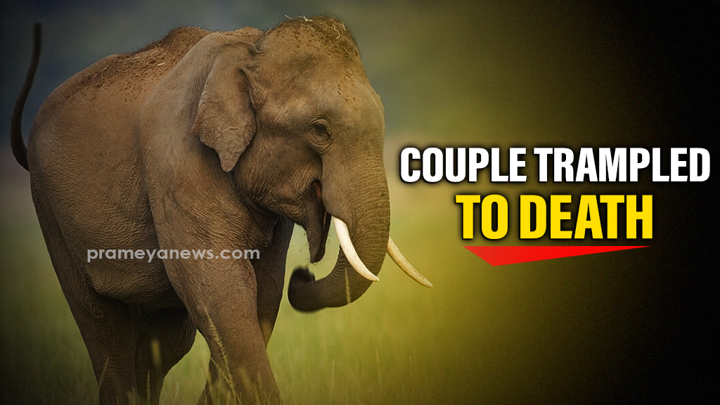 Odisha Couple Trampled by Elephant in Bargarh