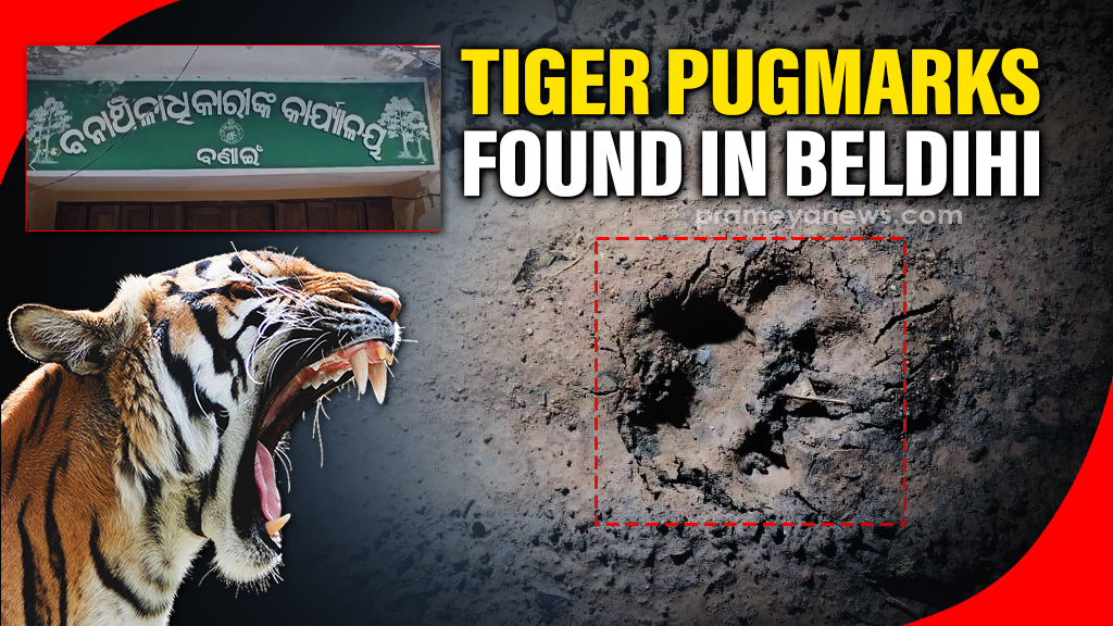 Tiger Pug marks found in Sundargarh’s Beldihi Forest, Forest Department on High Alert