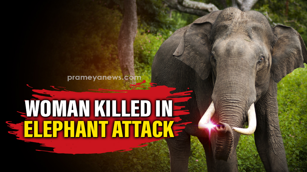 Woman trampled to death by elephant in Odisha's Dhenkanal
